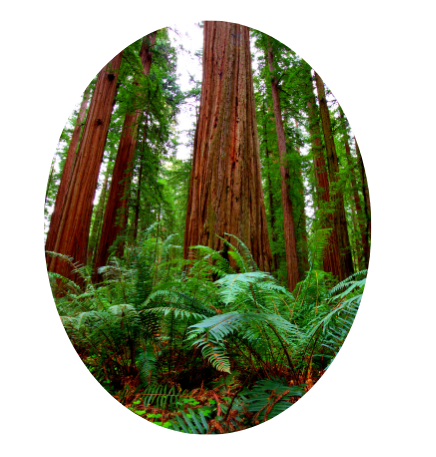 redwood trees